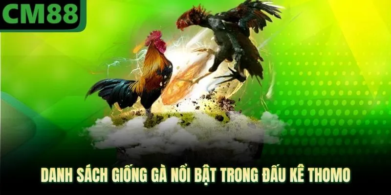 Danh sách giống gà nổi bật trong đấu kê thomo